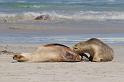 192 Kangaroo Island, seal bay conservation park, australische zeeleeuwen